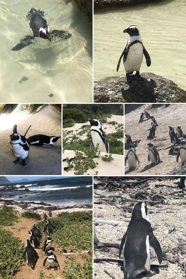 Cape of Good Hope & Penguin Beach tour in Cape Town